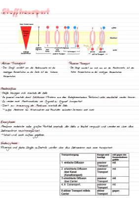 Vergleich aktiver und passiver Stofftransport – einfach erklärt mit Beispielen