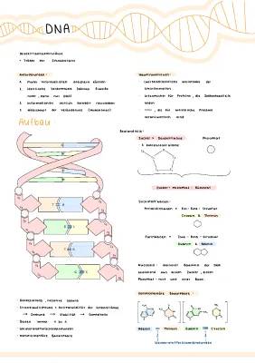 DNA & RNA einfach erklärt: Aufbau, Funktion und Unterschiede