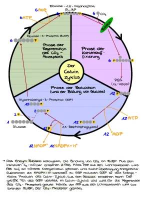 Wie der Calvin-Zyklus mit Rubisco-Enzym und ATP Zucker macht