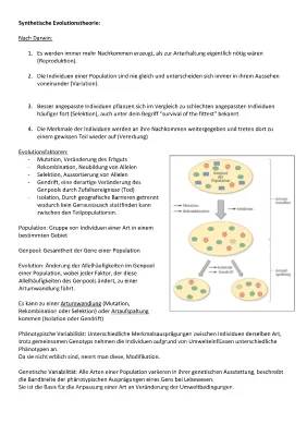 Was ist die Synthetische Evolutionstheorie? - Einfache Erklärung und PDF