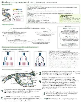 Semikonservative Replikation und Proteinbiosynthese einfach erklärt