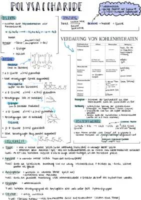 Die Verdauung von Kohlenhydraten: Einfach erklärt!