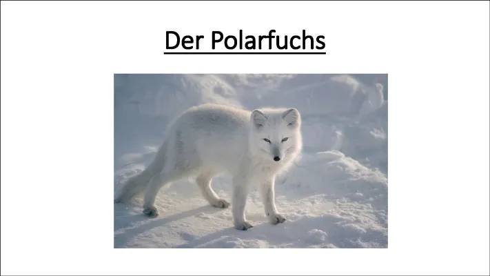 Alles über den Polarfuchs: Steckbrief und Besonderheiten