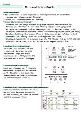 Mendelsche Regeln einfach erklärt (1., 2. & 3. Regel) + Arbeitsblatt & Lösungen