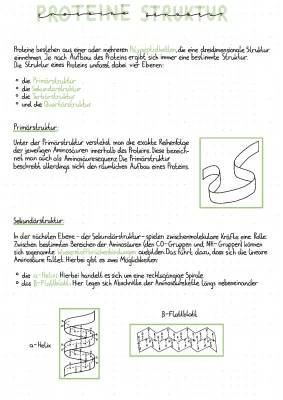 Proteine Strukturen einfach erklärt: Primär-, Sekundär-, Tertiär- und Quartärstruktur