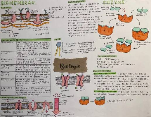 Biomembran und Enzyme Arbeitsblatt: Aufbau, Funktion und Schlüssel-Schloss-Prinzip