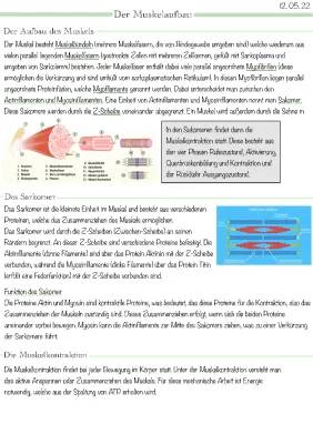 Muskelaufbau leicht erklärt: Skelettmuskulatur, Sarkomer und mehr