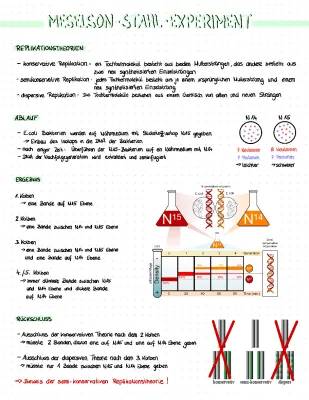 Meselson-Stahl-Experiment einfach erklärt - Durchführung, Ergebnis, Arbeitsblatt und PDF