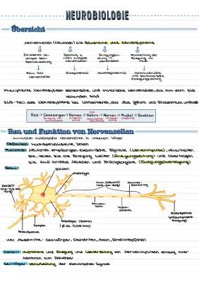 Neurobiologie Abitur 2022: Peripheres Nervensystem und Myelinscheide einfach erklärt