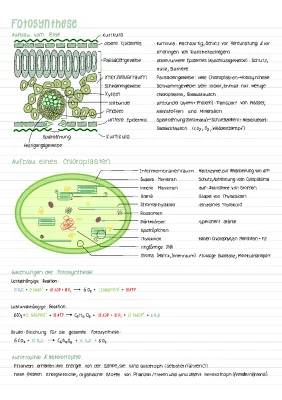 Photosynthese einfach erklärt: Formel, Ablauf und mehr!