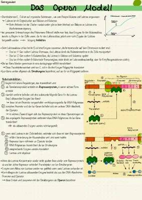 Das Operon-Modell einfach erklärt: Substratinduktion, Endproduktrepression und E. coli-Regulation