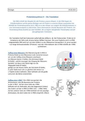 Proteinbiosynthese einfach erklärt: Translation und Transkription für Kids