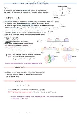 Proteinbiosynthese: Einfach erklärt! Ablauf, Prokaryoten & Eukaryoten