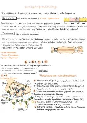 Erregungsleitung Nervenzelle einfach erklärt – Saltatorisch, Kontinuierlich & Synapse