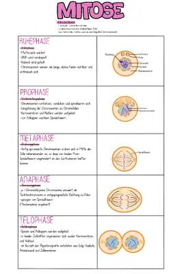 Mitose und Meiose Phasen einfach erklärt - Unterschiede, Gemeinsamkeiten und Tabellen