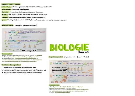 Genregulation bei Prokaryoten und Eukaryoten: Arbeitsblatt mit einfachen Erklärungen