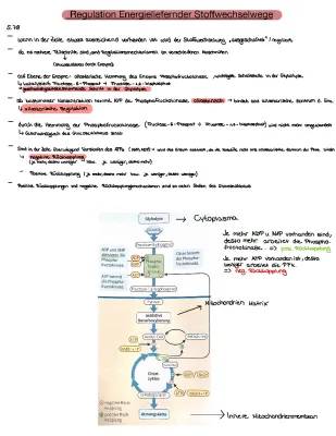 Allosterische Regulation und Phosphofructokinase einfach erklärt