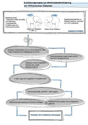 Haben Alle Elefanten Stoßzähne? Evolution bei Afrikanischen Elefanten