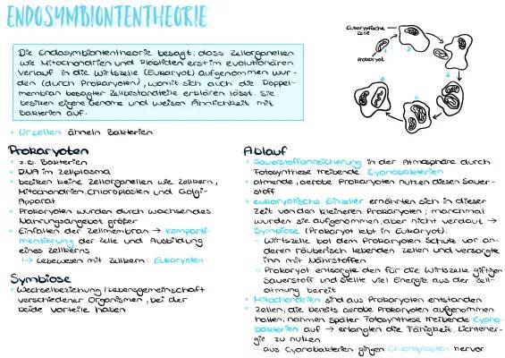 Endosymbiontentheorie einfach für Kinder erklärt: Beispiele, Vorteile und Ablauf