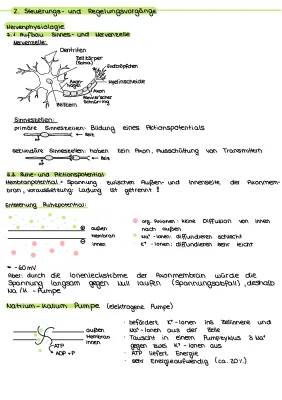 Vergleich Nervensystem und Hormonsystem: Tabelle und Arbeitsblatt für 2024/2025