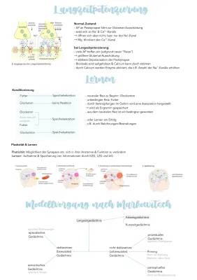 Wie funktioniert Lernen im Gehirn? Neurobiologie Abitur PDF und Drei-Speicher-Modell erklärt