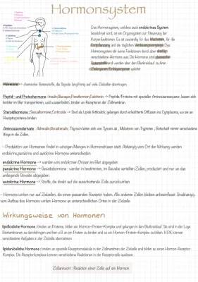 Wie wirken Hormone im Körper? Peptidhormone, Steroidhormone und mehr einfach erklärt!