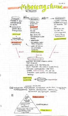 Nahrungskette und Nahrungsnetz: Einfach Erklärt mit Beispielen