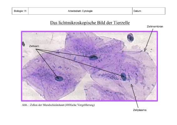 Mundschleimhaut Mikroskop - Zeichnung und Aufbau