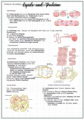 Lipide und Proteine einfach erklärt - Peptidbindung, Strukturen & Eigenschaften