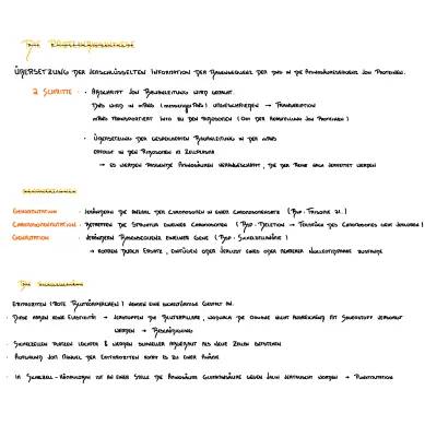 Proteinbiosynthese Ablauf einfach erklärt und Sichelzellanämie Infos