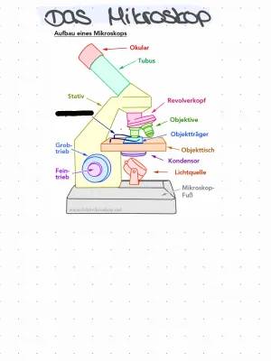 Lerne den Aufbau und die Funktion eines Mikroskops – Arbeitsblatt und Lösungen