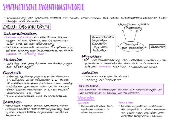 Synthetische Evolutionstheorie: Arbeitsblatt, Schema, PDF und Aufgaben