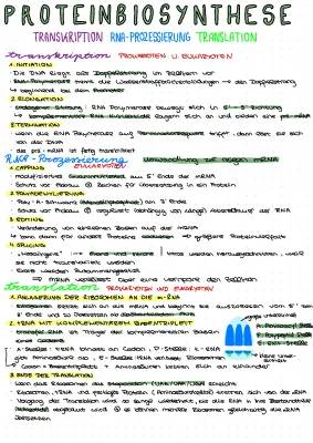 Proteinbiosynthese einfach erklärt: Transkription und Translation - Lernzettel, PDF, Ablauf und Zusammenfassung