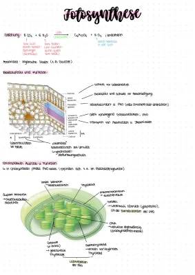 Fotosynthese Abi