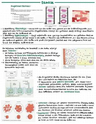 Plasmolyse Zwiebel Experiment: Protokoll, Diagramme und mehr!