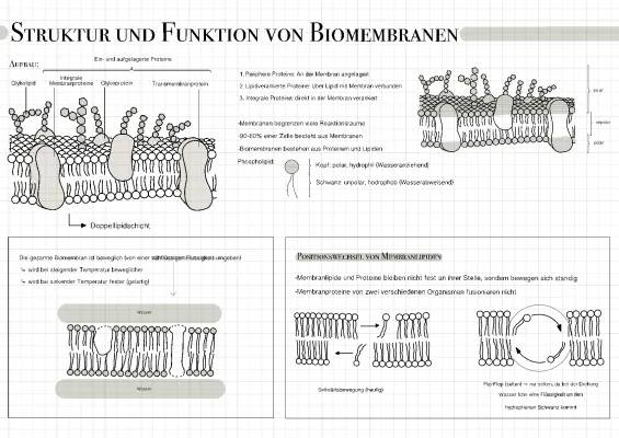 Alles über Biomembranen: Aufbau, Funktion und mehr!