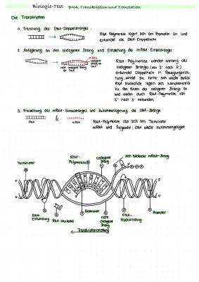 DNA, RNA und Proteinherstellung einfach erklärt