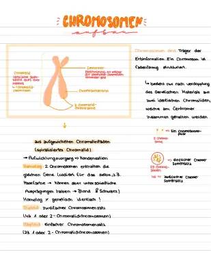 Entdecke Chromosomen & Genetik: Proteine, Prokaryoten und Eukaryoten leicht erklärt!