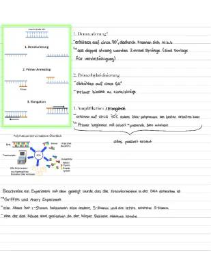 PCR-Methode Einfach Erklärt: Die Schritte und Anwendung