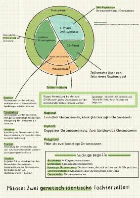 Mitose und Meiose: Einfache Erklärung und Vergleich