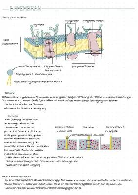 Diffusion und Osmose einfach erklärt: Unterschiede, Beispiele und das Flüssig-Mosaik-Modell