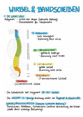 Wirbelsäule Beschriftung und Anatomie: Aufbau und Funktion