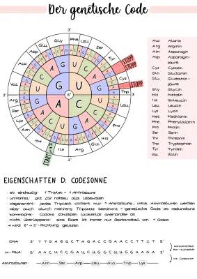 Genetischer Code und Proteinbiosynthese: Einfache Erklärung für Kids
