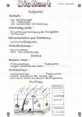 Aufbau der Haut: Einfach erklärt und spannend für die Schule