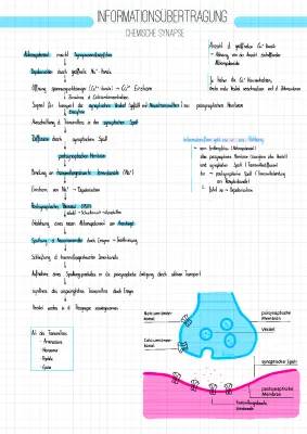 Chemische und Elektrische Synapse: Aufbau, Ablauf und Arbeitsblatt