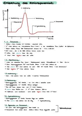 Wie entsteht ein Aktionspotential? - Einfache Erklärung, Phasen & Ionenströme