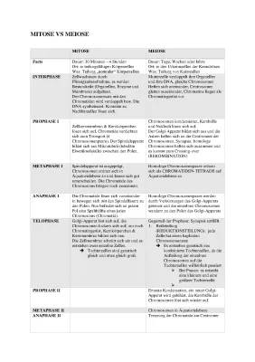 Vergleich von Mitose und Meiose – Arbeitsblatt (Lösung) und Gemeinsamkeiten einfach erklärt