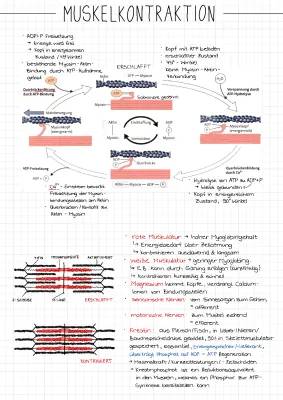 Muskelkontraktion einfach erklärt: Ablauf, ATP, aktin & myosin