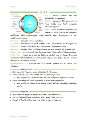 Das Auge: Aufbau und Funktion einfach erklärt