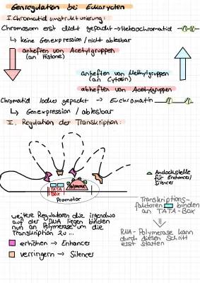 Einfach erklärt: Genregulation bei Eukaryoten und Prokaryoten - Arbeitsblatt und Beispiele